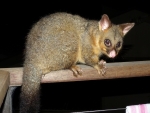 Brush Tailed Possum