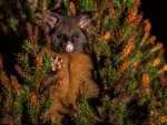 Brush Tailed Possum