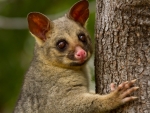 Brush Tailed Possum