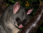 Brush Tailed Possum