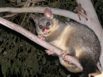 Brush Tailed Possum