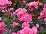 Pink Roses