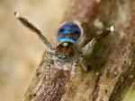 Australian Peacock Spider