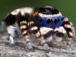 Australian Peacock Spider