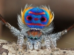Ausralian Peacock Spider