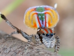 Australian Peacock Spider