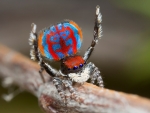 Australian Peacock Spider
