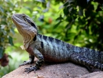 Australian Eastern Water Dragon
