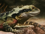 Australian Eastern Water Dragon