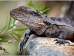 Australian Eastern Water Dragon