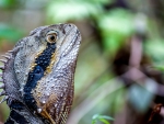 Australian Eastern Water Dragon