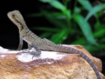 Australian Eastern Water Dragon