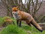 Red Fox