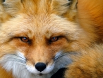 Red Fox
