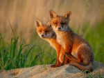 Red Fox