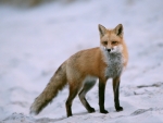 Red Fox
