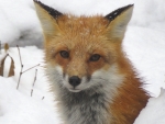 Red Fox