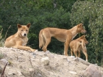 Dingo