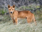 Dingo