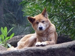 Dingo