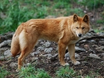 Dingo