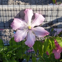 Clematis