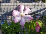 Clematis