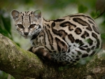 Margay