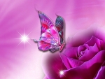 Pink Butterfly