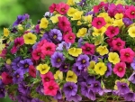 Calibrachoa variety of petunia