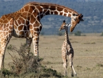 Giraffes