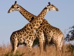 Giraffes