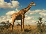 Giraffes