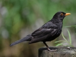 Common Blackbird