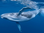 Blue Whale