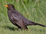 Common Blackbird