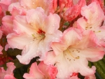 Rhododendron