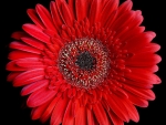 Red gerbera