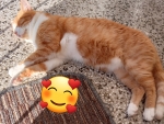 Orange cat