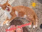 Happy summer