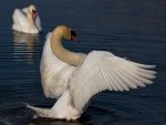 mute swan