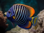 Angelfish
