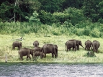 Asian Elephants