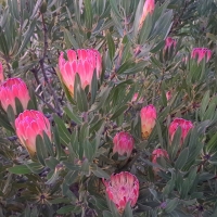 Protea neriifolia