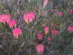 Protea neriifolia