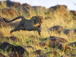 Running cheetah