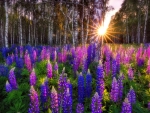 Morning lupine