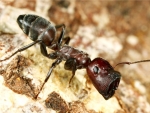 Ant