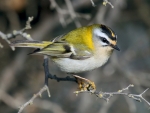 Firecrest