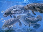 Manatees